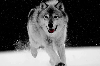 Black And White Wolf 19 Backgrounds   Hdblackwallpaper.com