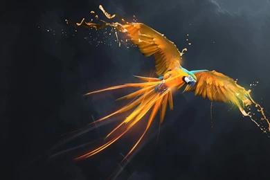 Desktop images of a macaw bird.jpg