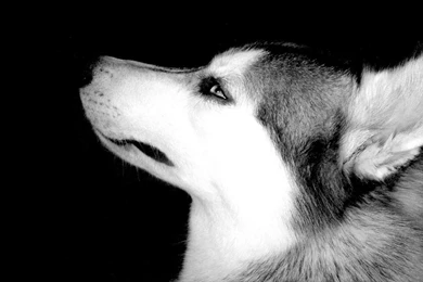 Wolf On Black Backgrounds