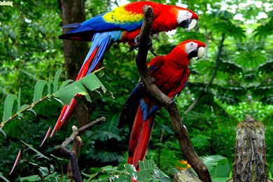 Cute Macaw Parrot Desktop HD Wallpapers