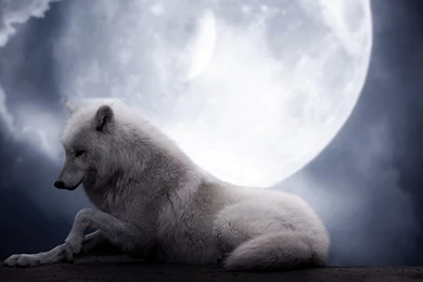 Best white wolf backgrounds.jpg