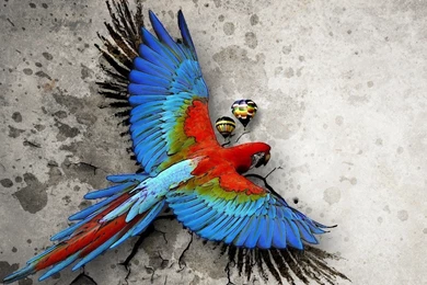 Macaw Parrot HD Photos