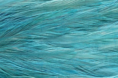 Feather Backgrounds Eight