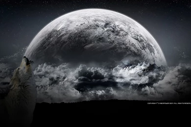 272 Wolf HD Wallpapers