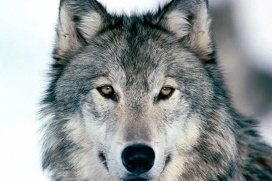 Download Wallpapers 1024x768 Wolf, Winter, Snow, Face, Eyes ...