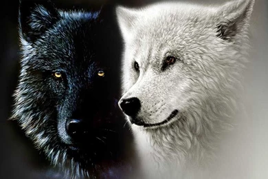 White & Black Wolves On Pinterest