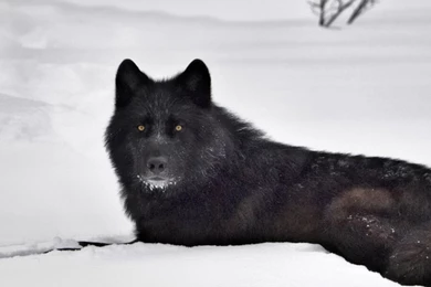 Black wolf images wallpaper.jpg