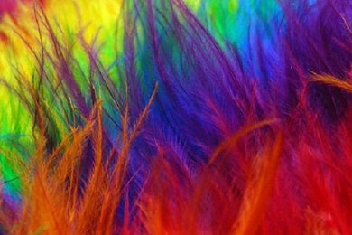 Gallery For   Feathers Twitter Backgrounds