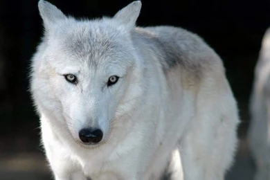 Black And White Anime Wolves 16 Backgrounds   Hdblackwallpaper.com