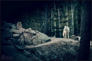 Dark Fairytales   Part 7 By ElyneNoir On DeviantArt