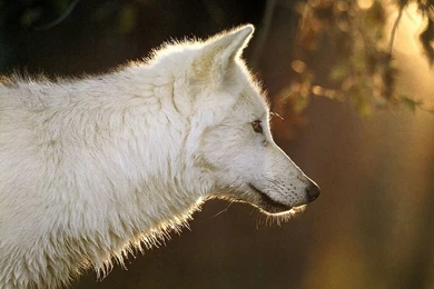 White Wolf   Free Animals Wallpapers Image With Wolves