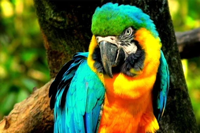 High Definition Parrot Wallpapers For Free Download