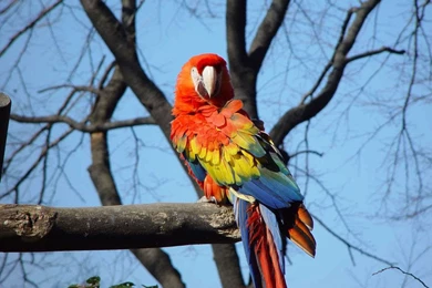 Scarlet Macaw   Cats,parrots And Butterflies Wallpapers (22883156 ...