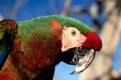High Definition Parrot Wallpapers For Free Download