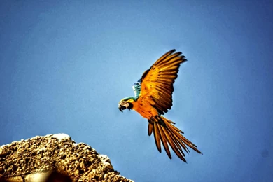 Desktop macaw parrot pics free wallpaper.jpg