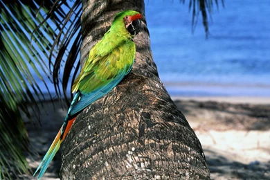 Free Wallpapers Great Green Macaw Parrot