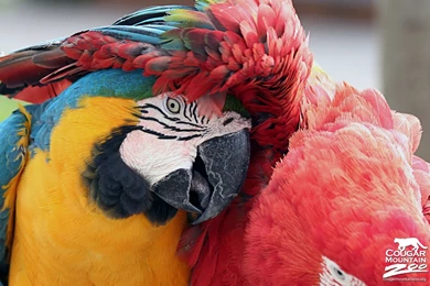 High Definition Parrot Wallpapers For Free Download