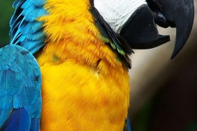 Blue+and+Yellow+Macaw+Wallpaper+for+iPhone+4.jpg