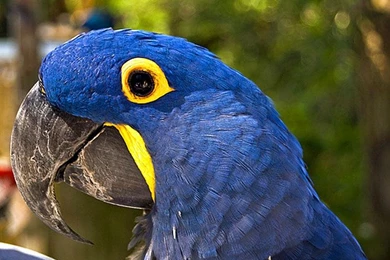 Free Wallpapers Indigo Macaw Parrot