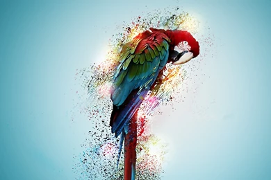 Macaw Parrot Bird Tropical Psychedelic Artwork Art Wallpapers ...