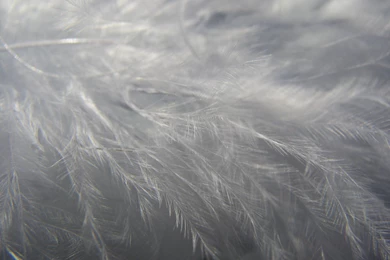 Feather Backgrounds Fifteen