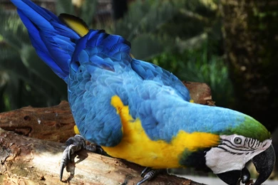Desktop hd macaw parrot photos.jpg