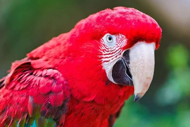 Download Wallpapers 1920x1080 Parrot, Macaw, Bird, Feathers, Color ...