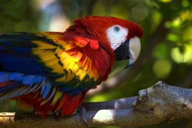 Wallpapers Macaw, Parrot, Color, Beak, Bird, Feather Desktop ...