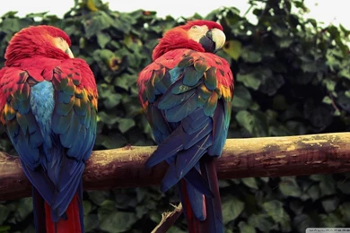 Macaw Parrots Dual Monitors 4300 Hd Wallpapers