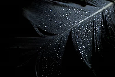 Black Dark Feather Wallpapers (