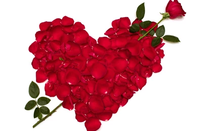 Loe Red Rose Flower Wallpapers Free Download