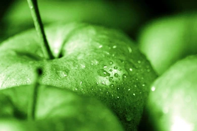 High Resolution Apple Backgrounds Green Apples Photos Of Giving ...