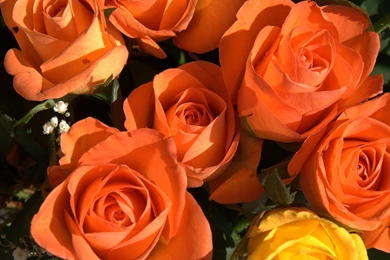 Flower Bokeh Images And Wallpapers Download