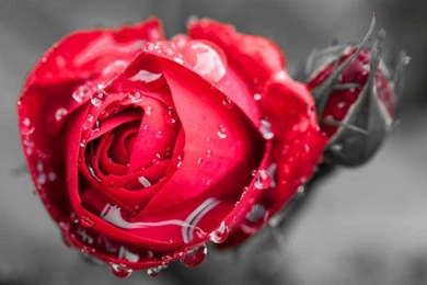 One Red Rose Flower, Dew Wallpaper,One HD Wallpaper,Red HD ...