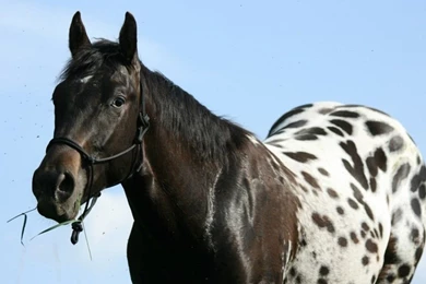 Animals   Horses   HD Wallpapers 2   BestePics