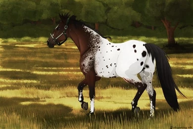 Appaloosa By Plaguedog On DeviantArt