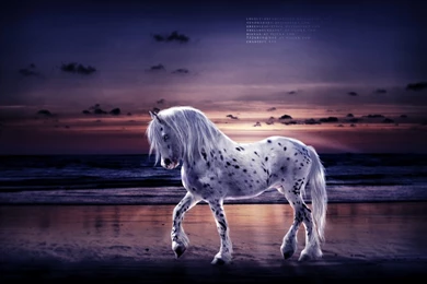 Friesian Appaloosa Manip WIP 3 By Chaotezy On DeviantArt