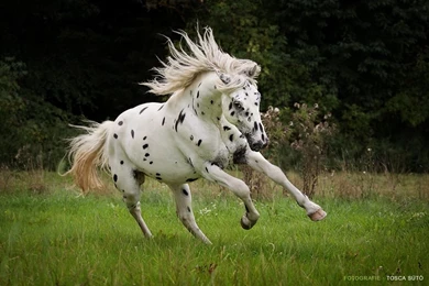 Horses: Knabstrupper Leopard Danish Appaloosa Hotses Spotted ...