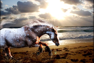 Appaloosa On Beach By Jillkostishion On DeviantArt