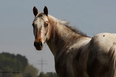 Horses Appaloosa American Horses Diluted Coat Appaloosahorse ...