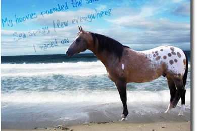 Appaloosa On Beach By Black bear graphics On DeviantArt