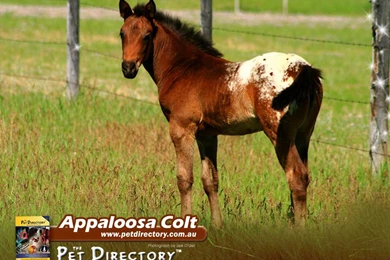 The Pet Directory Australia: World's Largest Online Pet Directory ...