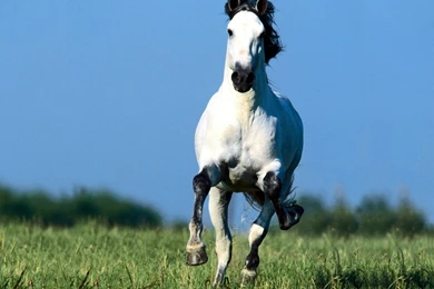 Andalusian Horse HD Wallpapers 1.jpg