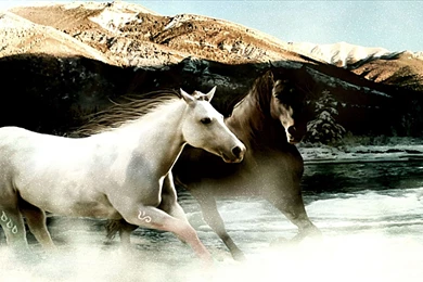 White Horse Running Wallpapers 66972