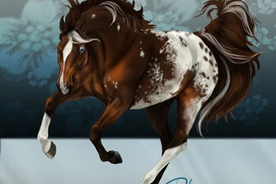 Howrse Coat Appaloosa By Darya87 On DeviantArt
