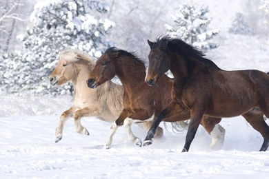 Wallpapers Horses   Wallpapers Cave
