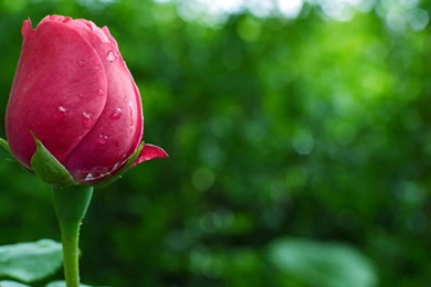 1920x1200px HD Wallpapers Flowers