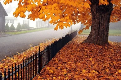 Free Seasonal Wallpapers