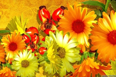 Flowers Autumn Seasonal Crazy Frankenstein Free Wallpapers