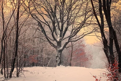 Natural Scenery Seasonal Cycle HD Drop dead Gorgeous Wallpapers ...